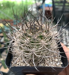 00xy749371405268淘宝实生混乱玉仙人球 精品智力球黑刺紫皮一物一