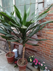 有两盆荷兰铁树一个1.5左右 一个1.8左右,搬家没地养了