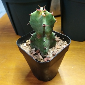 树脂大戟,白角麒麟(euphorbia resinifera