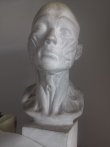 000人付款淘宝【破碎退全款】包邮57厘米肌肉解刨扒皮人石膏头像美术