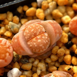 生石花黄金线c63b