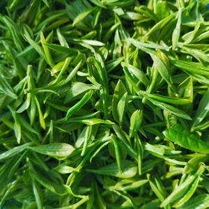 望海茶宁波宁海