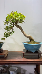 白皮瓜子黄杨.内部枝条饱满.层次分明.喜欢的私我吧.