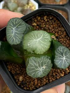 南阿星万象亚成株,开花株,实物如图,尺寸6厘米左右.新叶窗2