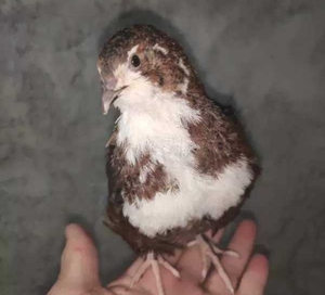 鹌鹑蛋受精非洲黑,熊猫黑鹌鹑种蛋混搭38元包邮 25枚送10