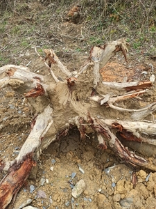 红油香椿树根,雕刻茶台,摆设造型原材料,直径50公分,高70