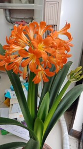 君子兰,青岛大叶,青岛大叶君子兰,青岛大刀君子兰