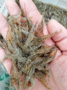 河虾黑壳虾,黑壳虾,,野生河虾,200只20块钱送100只报