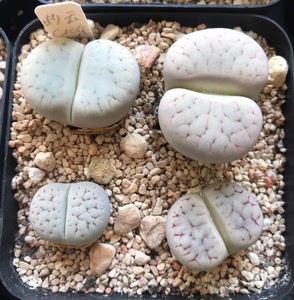 生石花 绿曲玉c104 五年母本开花株