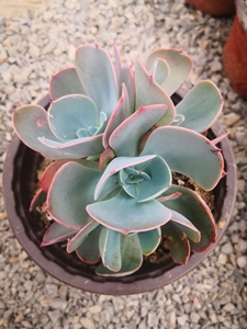 瑞蝶群包菜老桩精品专卖,4头起发,多肉基地大棚出货,脱土发货