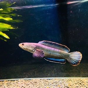 同款货源远大前程家居专营店天猫彩虹雷龙鱼活体鱼苗蓝帆南鳢巴卡