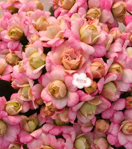 长寿花重瓣粉巴黎