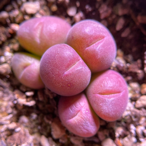 多肉植物 肉锥 毛翠滴 翠滴玉