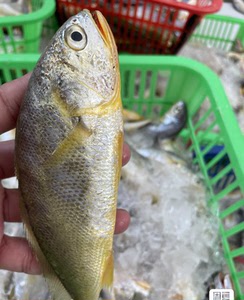 神泉港生态野生~黄花鱼(金龙鱼)