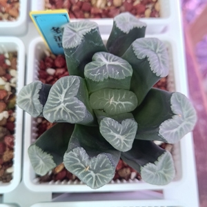 十二卷玉扇万象玉露   多浪哥万象母本非组纯纯的多浪哥万象母