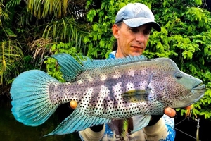 疆内收   道氏火口鱼  狼鲷,蓝霸王  巨人蓝