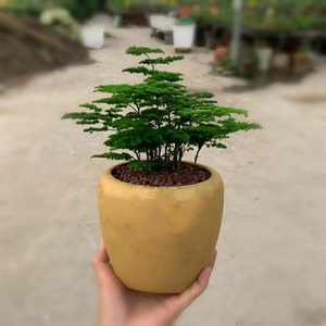 9元!】矮生云竹矮化云竹四季常青云竹盆景云竹苗