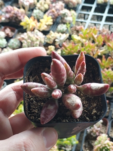 8包邮】多肉植物水泡系超萌梅花鹿奇趣多肉0人付款12.