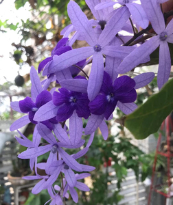 大叶蓝花藤,也叫许愿藤,锡叶藤,女王藤,泰国进口品种,四季开
