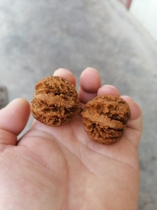 秦岭野生文玩核桃