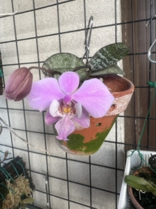 银叶西蕾利蝴蝶兰