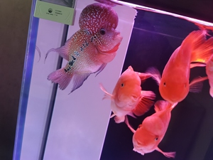 罗汉鱼体长18厘米左右.爆头.位置在浑南恒大江湾.自己不养了