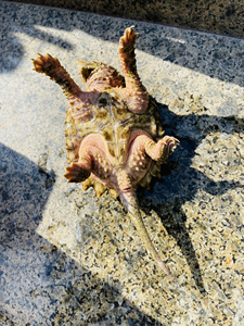 变异大鳄龟 变异大鳄 家养原色黄金gold大理石白金wg变异