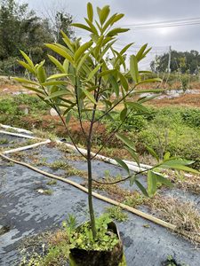 岭南黄金山竹,26元/棵,两棵起包邮.拍下发货后已经产生快递