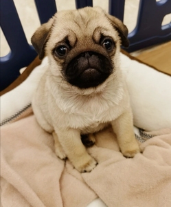 自家配种繁育的一窝巴哥狗狗,丑萌丑萌的