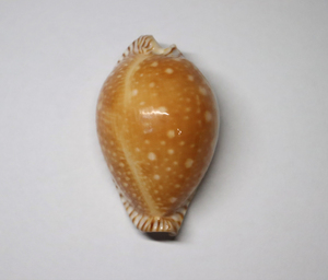 【金星宝螺】金星宝螺品牌,价格 - 阿里巴巴