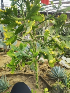 出千本剑仙人掌,千本剑仙人掌无根枝条高度30厘米,无根枝条2