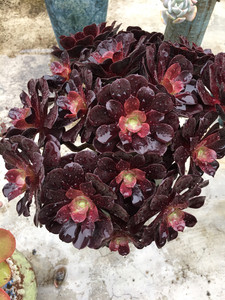 梅花珀迪法师老桩