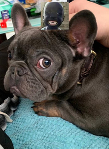 00同款货源张志彦77淘宝法国斗牛犬 丁香包金法斗,蓝包金法牛, 20