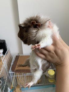 000人付款淘宝荷兰猪一家三口逆毛是爸爸 短毛是妈妈 右边妈妈又怀孕