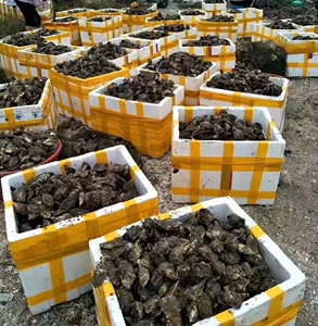 井洲大蚝鲜活生蚝牡蛎海蛎子生蚝带壳贝类海鲜生蚝批发