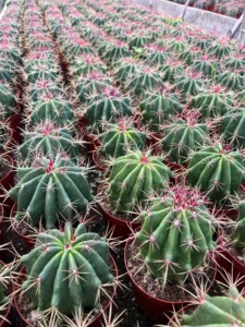 实生红刺赤凤红琥仙人球,批发价格优惠_阿里巴巴找货神器