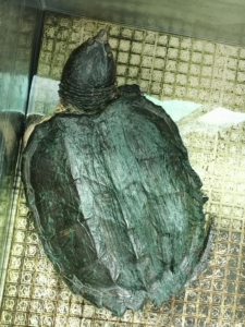 大小杂鳄龟