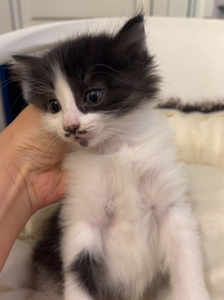 成都领养,长毛田园猫牛奶猫,胡子超级可爱,是妹妹哈.猫妈妈是