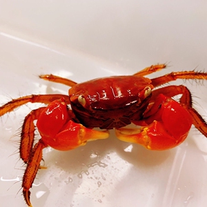 【红鳌相手蟹】红鳌相手蟹品牌,价格 - 阿里巴巴