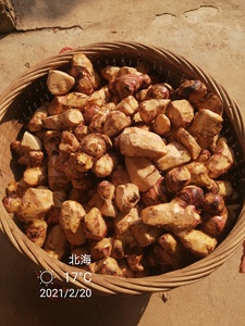 状元薯粉,广西人都知道的凉薯粉,无沙无农药残留,自己家院子种