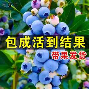 蓝莓树果苗盆栽南方北方种植带大果蓝美一号蓝莓苗l25蓝梅树树苗