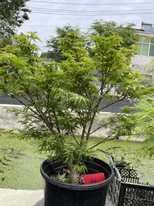 紫清姬枫树,枝叶繁茂,树形佳.两家仑盆,做盆景素材.耐修剪