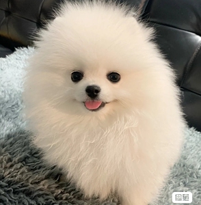 博美幼犬 小型犬小体博美 聪明宠物狗狗动物家养纯种小狗幼崽动