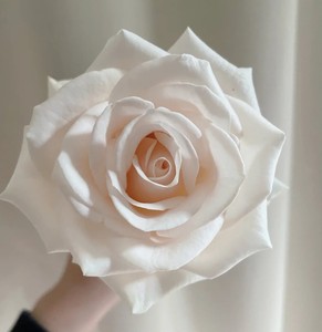 9元包邮白玫瑰白色花材鲜切花