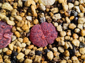 酒红紫薰生石花