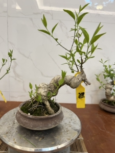 真弓卫矛盆景,老桩童子功,开花结果. 真弓,又名山卫矛,因材