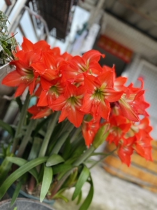 朱顶红 土朱 米克斯,图片均是22年的开花图,大中小球都有.