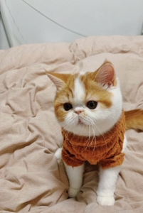 加菲猫 加菲猫幼崽 长毛加菲 黄白加菲 便宜出