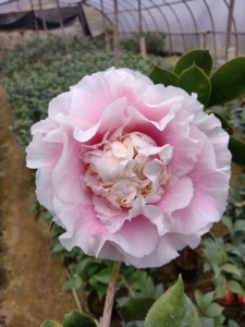 进口品种大花径茶花赛牡丹赛系家族,花径可达15公分