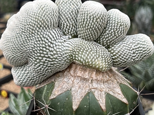 仙人球锦/草球嫁接/苗接/小人帽子/缀化/包邮/一物一拍